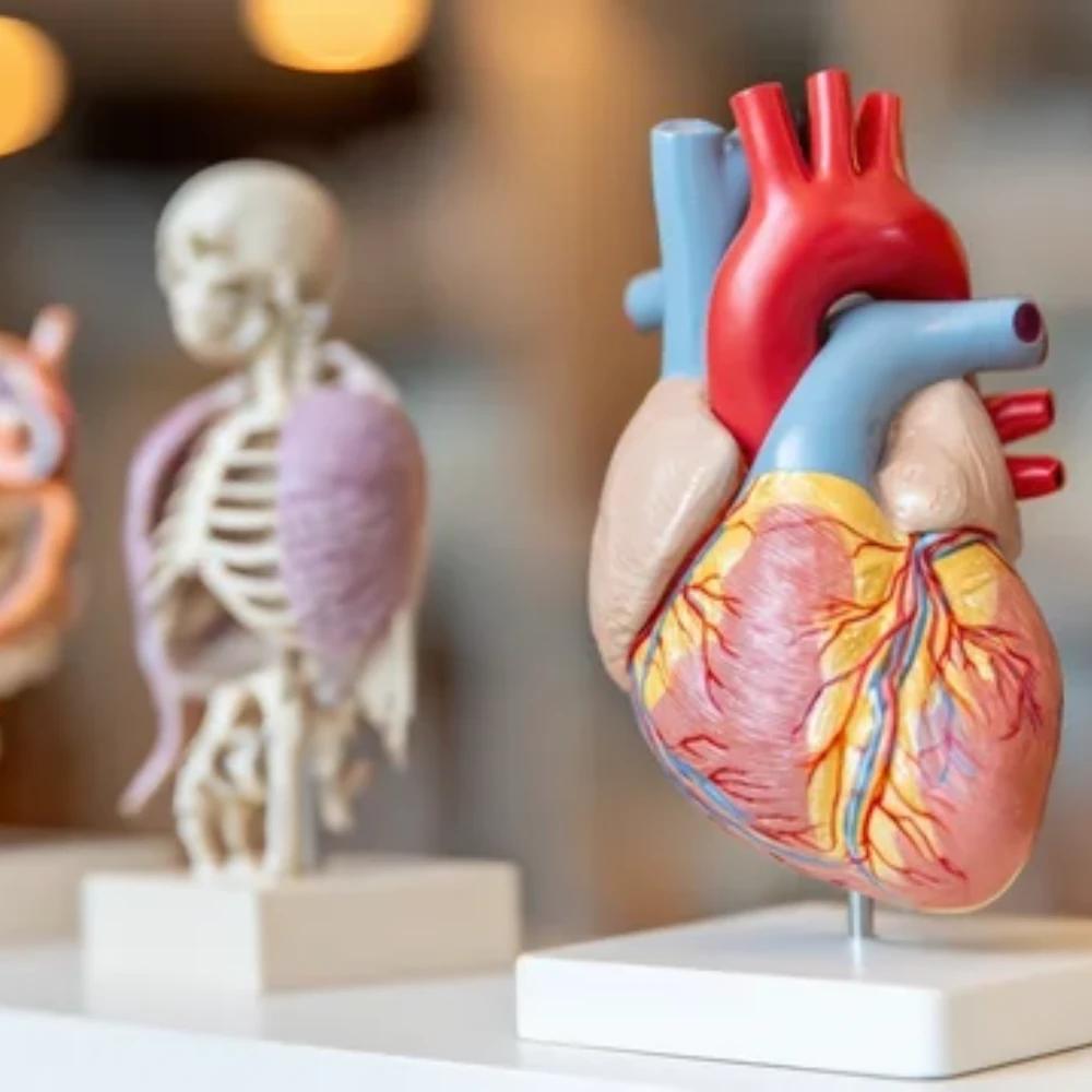 Human Physiology (1h)